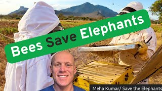How Beehives Are Saving Elephants – A Beekeeper Reacts #beekeeping