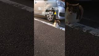 三毛のめめちゃんにシャ―されました😭#shorts#猫#猫散歩#地域猫#三毛猫