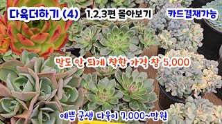 다육더하기 (4) 1.2.3편 몰아보기 수형이 예쁜 군생들 가격이 착하면 최고여요~