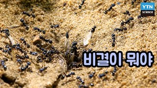 [핫클립] 개미가 자기 몸보다 5천 배 큰 물체를 옮길 수 있는 이유는? / YTN 사이언스