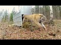 tigre siberiano dejado en libertad en rusia