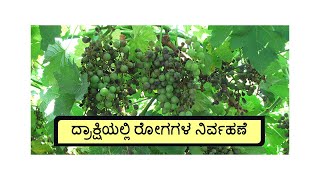 Disease Management in Grapes : kannada