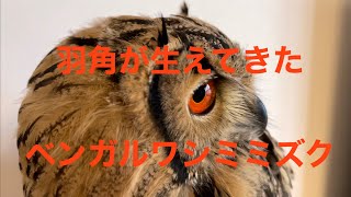 【ベンガルワシミミズク】 #53  羽角が生えてきたベタ慣れフクロウさん indian eagle owl