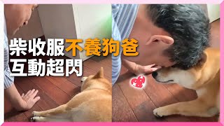 爸當初說不養狗卻變忠實粉絲 趴地撒嬌撞頭閃瞎眼｜寵物｜柴犬｜收服長輩｜精選影片