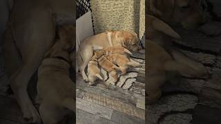 Mayfieldgarden Labradors: \