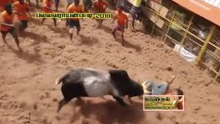 Chinnamanur Lakshmanan madu pallavarayan patti jallikattu 2018