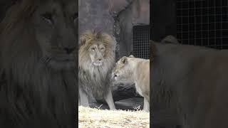 Are female lions stronger than males?