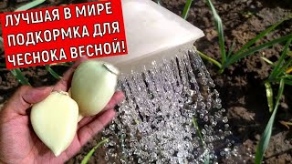 СПАСАЕМ ЧЕСНОК В  МАЕ 1 В МИРЕ УДОБРЕНИЕ ДЛЯ ЧЕСНОКА