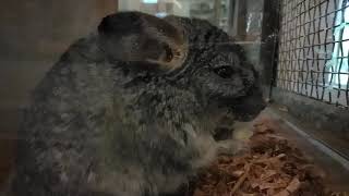 頑皮世界cute animal chinchilla，可愛的龍貓吃吐司。