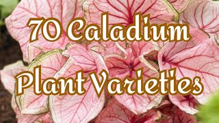 70 CALADIUM PLANT COLLECTION 🌱 | VARIETIES | PLANT CARE | IDENTIFICATION