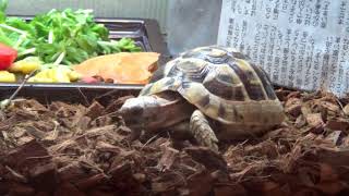 【tortoise diary】 ケージをうろうろ ギリシャリクガメpart.18【リクガメの日記】