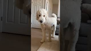 cutest dod ever/  amazing dogs Short must watch subscribe for more #viral #short #shortvideo #dog