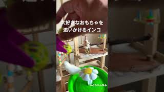 大好きなおもちゃを追いかけるインコ【しどちゃん】#shorts