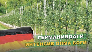 Германиядаги интенсив олма боғи ҳақида