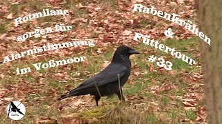 Greifvogel- Alarm im Voßmoor auf der Rabenkrähen \u0026 Füttertour #33 im März 2021