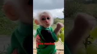 cute monkey | #2022 #animals #short #viral #tiktok