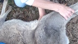 Desgraciadamente la mamá canguro no sobrevivió, ¡pero entonces miraron en su bolsa!