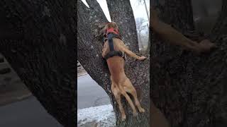 morning workouts with Extra. 10lb vest on #apbt #redboyjocko  #gamedogs