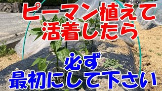 ピーマンの育て方、最初に必ずすること、木の勢いと後々の収穫量が違ってきます！