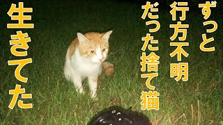 行方不明だった捨て猫が生きていた