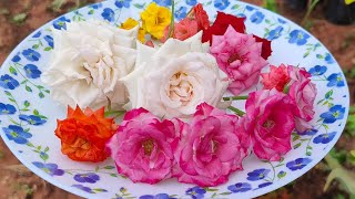 రంగురంగుల గులాబీలు హార్వెస్ట్🌹💚#appugardening#harvesting#youtubeshorts#shorts#rose#hibiscus#flowers