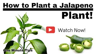 HOW TO PLANT A JALAPENO PLANT One Minute Tips - Gardening #shorts #shortsvideo