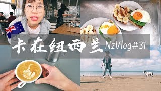 NZ VLOG|新西兰Vlog #31 乌冬牛油果poke bowl 🥑🍲  为什么新西兰鸡蛋那么贵🍳海边放风日🌊   在新西兰千万不要太瘦⚠