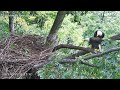 hays eagles two adult eagles come to the nest mom u0026 dad or visitors part 1 9 25 23 14 10