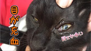 猫の目が充血していたので病院に連れて行きました