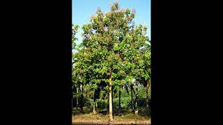 Teak tree benefits | தேக்கு மரத்தின் நன்மைகள்