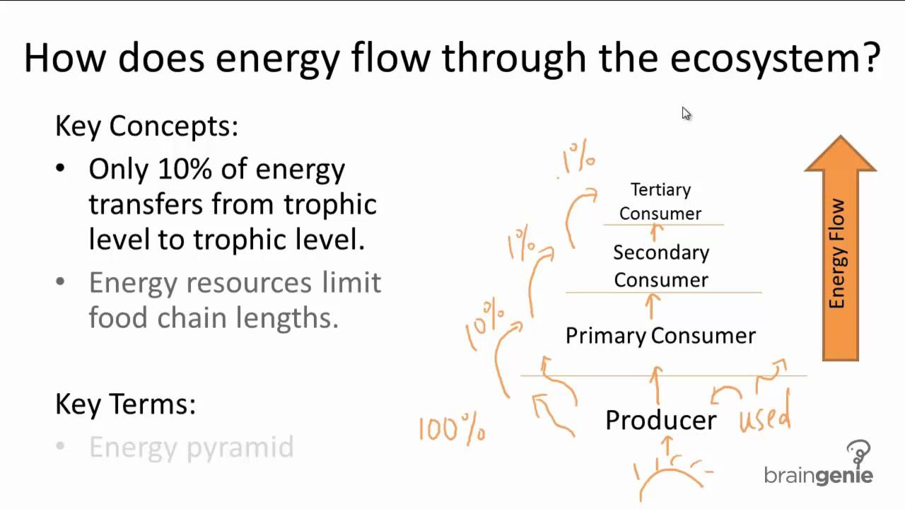 Energy Flow In Ecosystems Pdf Answers