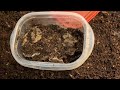 can worms survive on bedding or carbon only update cocoon bin