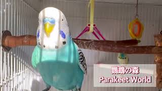 [鸚鵡の森 Parakeet World] Kit皇の生活秘聞 - 曬太陽哦🌞