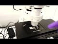 zeiss axio observer 7 inverted led fl motorized xy definite focus 3 microscope bostonind 45407