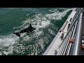 Bottlenose Dolphins Racing Our Tour Boat, 