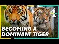 Helping A Sumatran TIGER  Find Her CONFIDENCE | The Secret Life of the Zoo