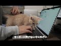 【在宅勤務】会社の朝礼に子猫も参加させてみたら驚きの結果になったwwww