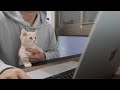 【在宅勤務】会社の朝礼に子猫も参加させてみたら驚きの結果になったwwww