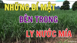 Sống khỏe hơn bằng cách tránh 5 sai lầm nguy hiểm trong nước mía - Hãy sống khỏe hơn