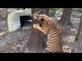 tiger tree hugger