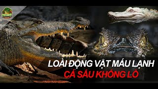 THẾ GIỚI ĐỘNG VẬT || CÙNG DINO TV TÌM HIỂU VỀ LOÀI CÁ SẤU 🐊🐊🐊