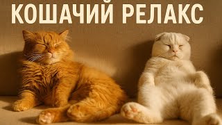 Жизнь в лесу:как мои котики кайфуют каждый день 😸