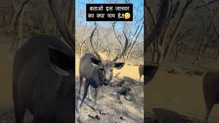 बताओ इस जानवर का क्या नाम हे …!🤔 #funny #animals #ytshorts #viralvideo #youtubeshorts #shorts #like