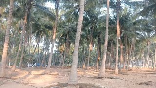 612)1 ஏக்கர் 70 சென்ட்  விற்பனைக்கு | 1.70 Farm Land |  80 Lak only don't miss this land |  கிணறு பண