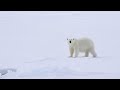 der eisbär wissen für kinder