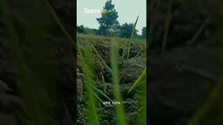 ha me bazigar 🌱🌾#shorts #youtubeshorts #khetibadi #farming #viral #trending #bazigar #farmar