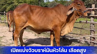 นาทีทอง‼️ของดี ราคาถูก|บราห์มันแดงหัวโล้น| เปิดราคาวัวหัวโล้นท้อง แดงๆ 4 ตัวเน้นๆ สบายกระเป๋า