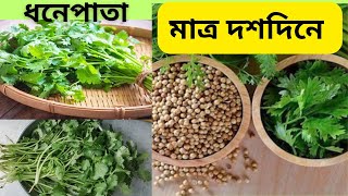 দশদিনে ধনেপাতা হবে এভাবে করলে | coriander plant in 7 days | @gardeningArt