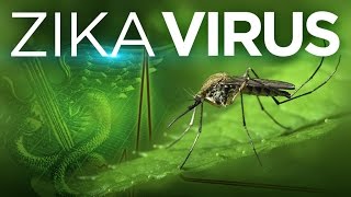 Zika Virus: Explained