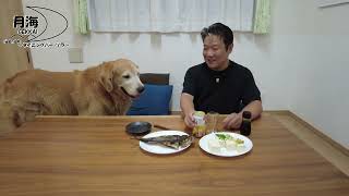 これが二人のルーティン。お散歩からの晩酌タイム。 【golden retriever japan】